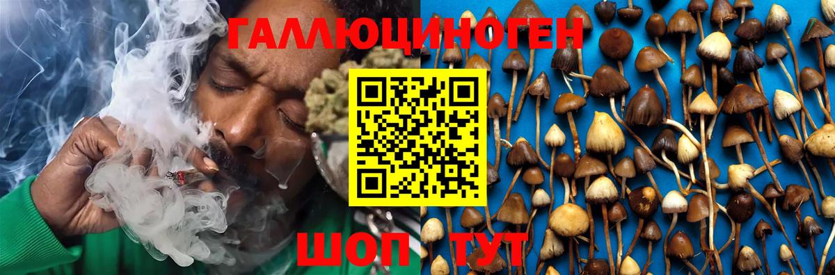 Псилоцибиновые грибы Psilocybine cubensis Тольятти